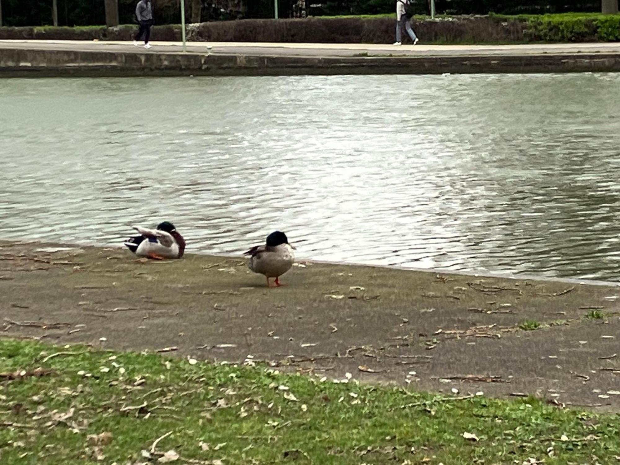 Appartement Sur Et Garage Au Stade De France A 2 Mn De Paris, 20 De Roissy Cdg Et 30 De La Defense Animaux Bienvenus Saint-Denis  Exteriér fotografie